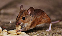 24 Hour & Emergency Exterminators in Puyallup, WA